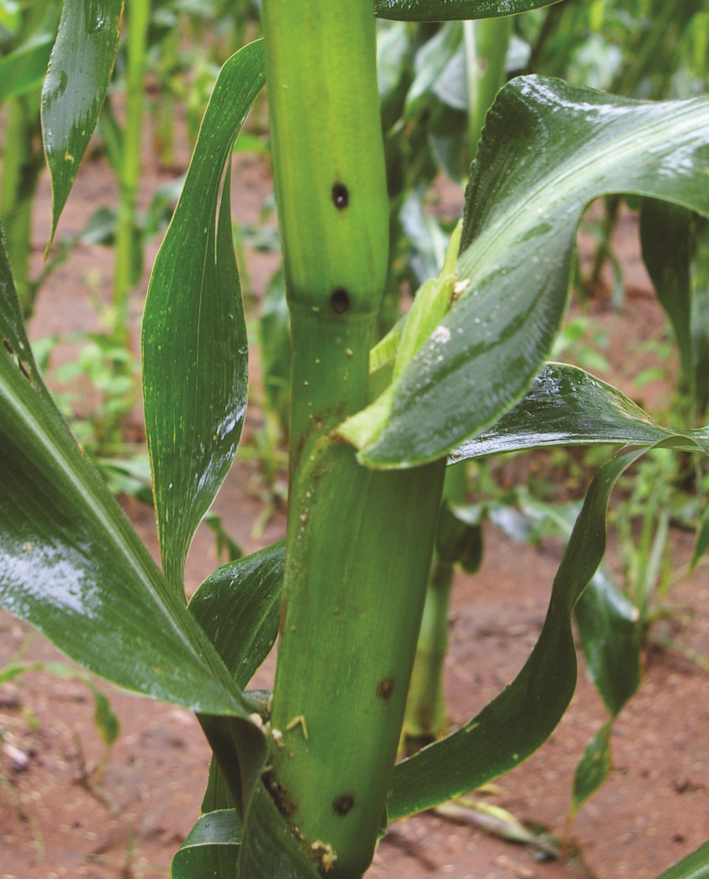 know-your-pests-african-maize-stalk-borer